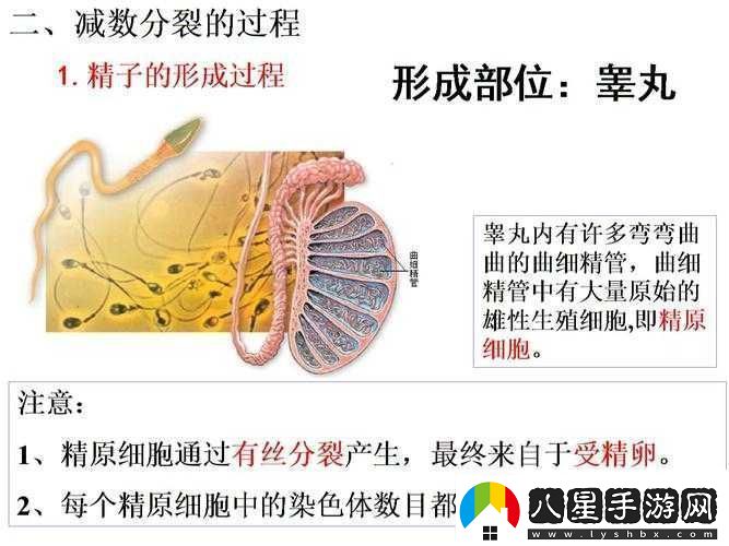 精二與精三區(qū)別解讀