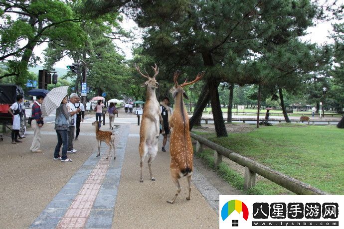 周五搞笑內(nèi)涵圖雙11房子打折嗎不打折你還買啥