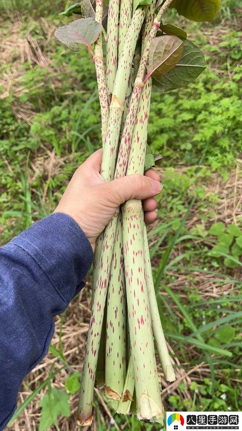 一桿大槍草一家三娘