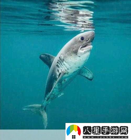 能同時(shí)適應(yīng)海水和淡水的是鮭魚(yú)還是鯊魚(yú)