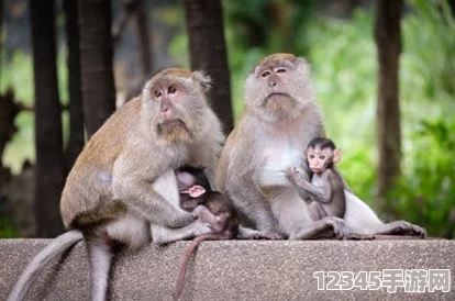 在兩個(gè)人生猴子的場景中，幽默與深刻的生活哲理交織，探討友情與歸屬感的真諦