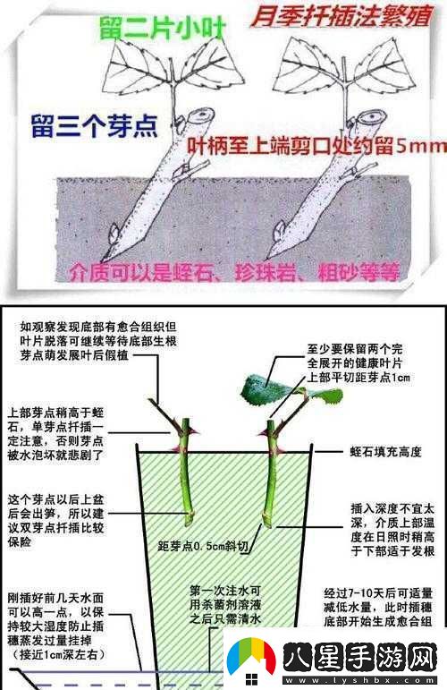 韓式72種扦插方式