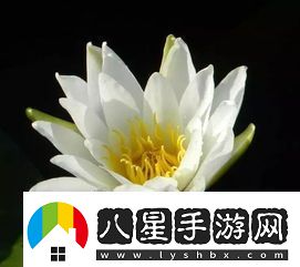 何為蓮花之心